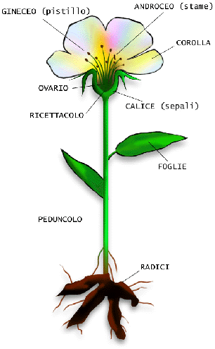 Fiore