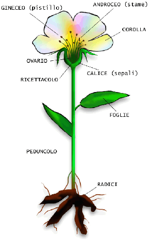 Fiore di carta